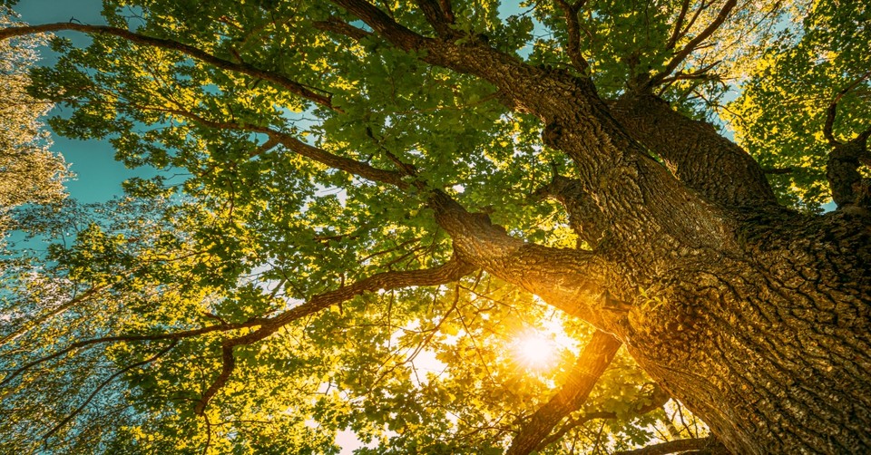 The Miracle of Acorn to Oak